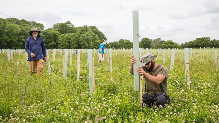 Staff and volunteers weeding around some of the 100,000 trees planted on the Wimpole Estate, Cambridgeshire